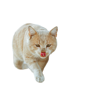 A Cute Cat Walking On Sunlit Steps In Tunis, Tunisia, Licking Its Nose. 18026 - Cat PNG image with transparent background